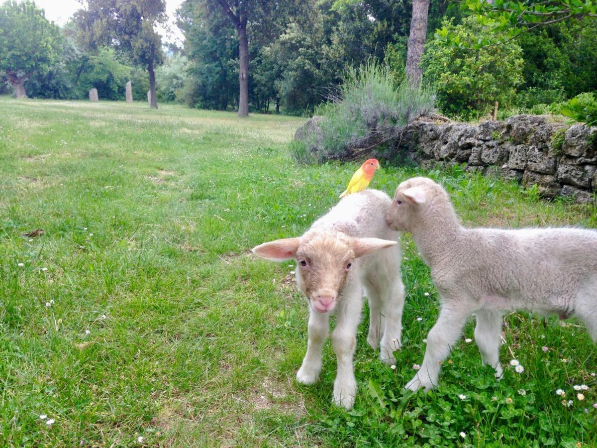 Agriturismo "Borgo Madonna Degli Angeli" - Charming Cottages In The Gardens ! Tocco da Casauria Exterior foto